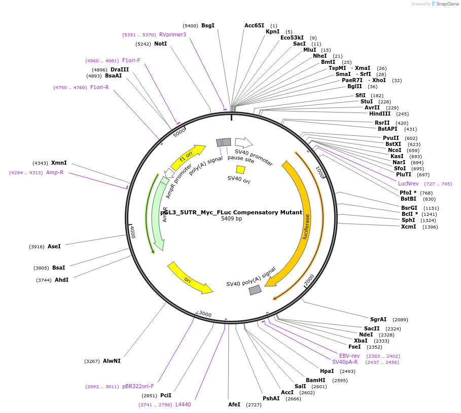 229504-plasmid-map-sequence-id-456880