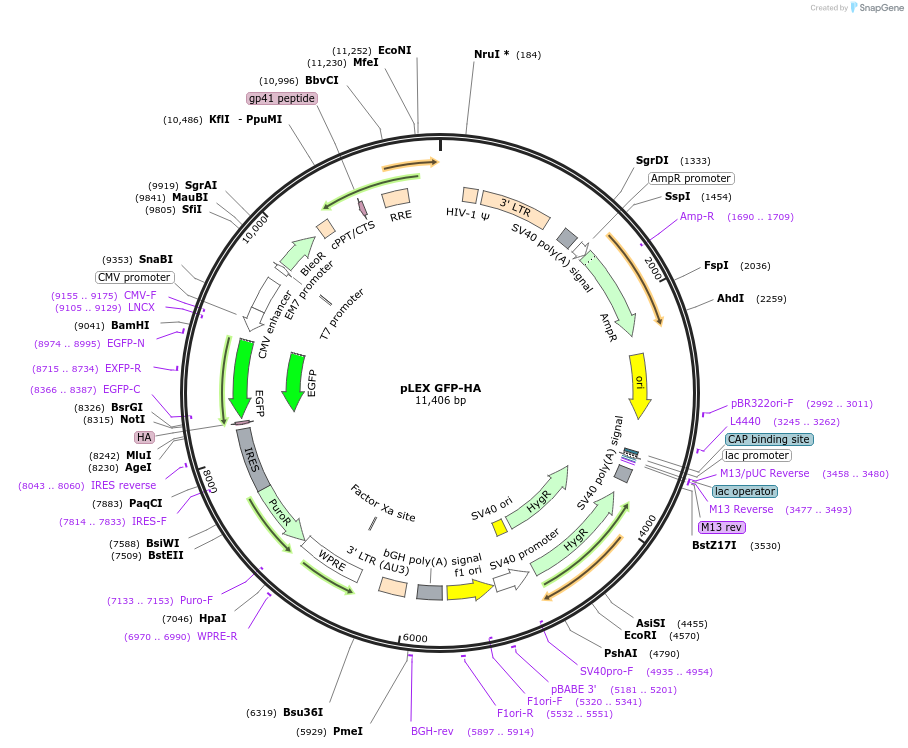 229501-plasmid-map-sequence-id-456886