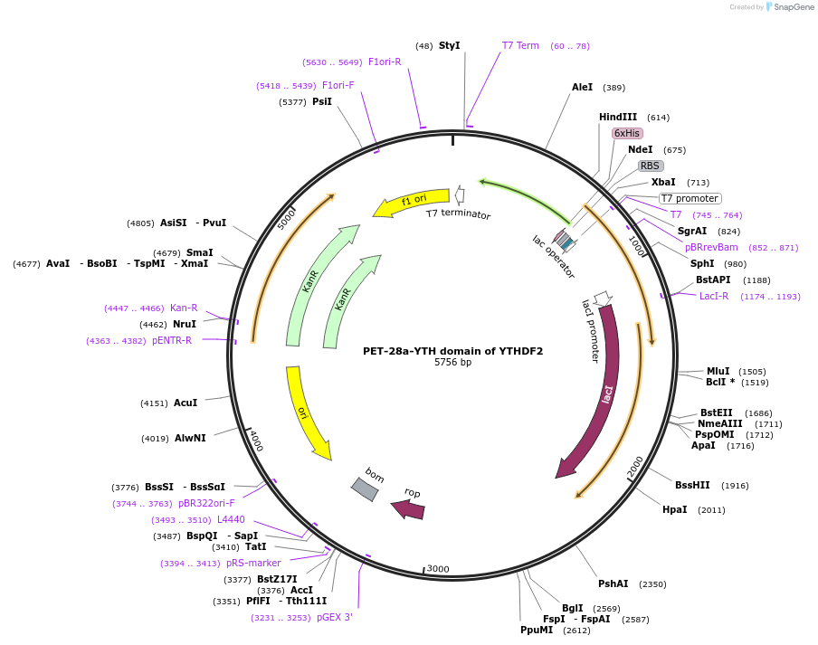 228776-plasmid-map-sequence-id-456892