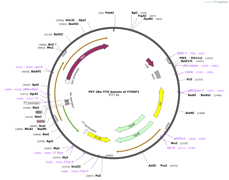 228775-plasmid-map-sequence-id-456893