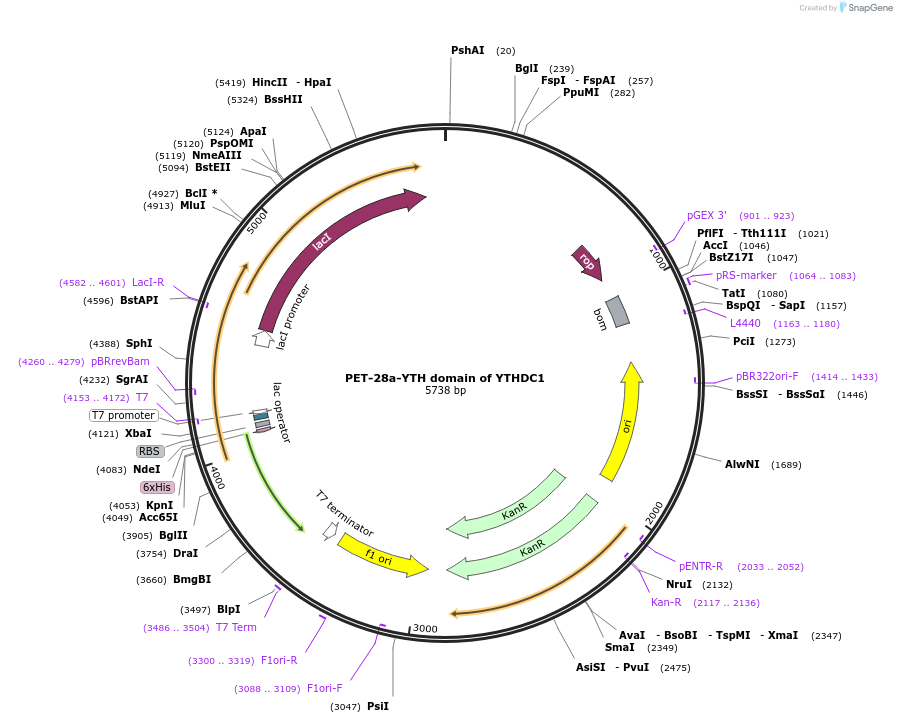 228778-plasmid-map-sequence-id-456894