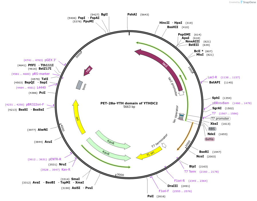 228779-plasmid-map-sequence-id-456895