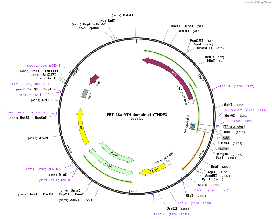 228777-plasmid-map-sequence-id-456896