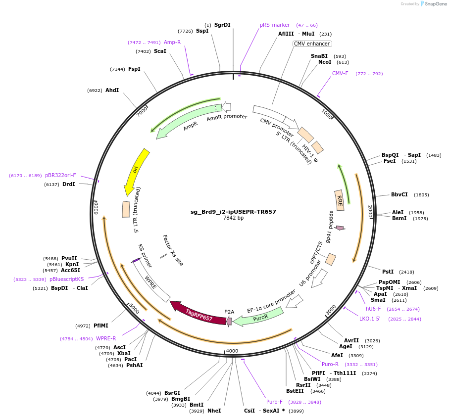 228921-plasmid-map-sequence-id-456976