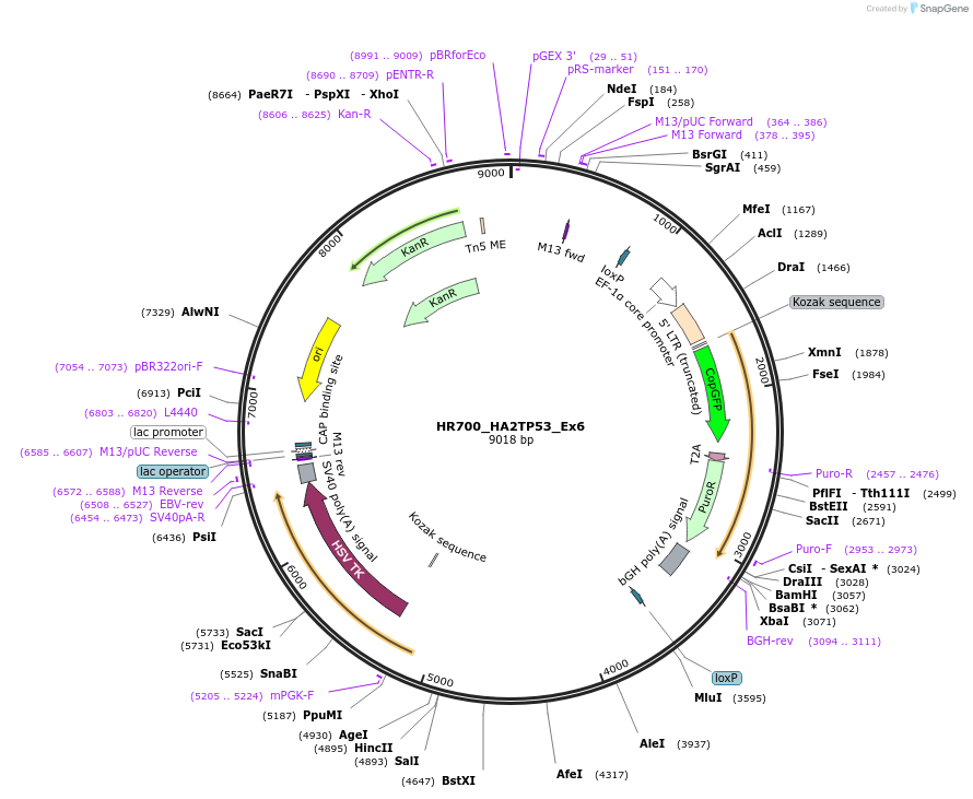 228861-plasmid-map-sequence-id-457010
