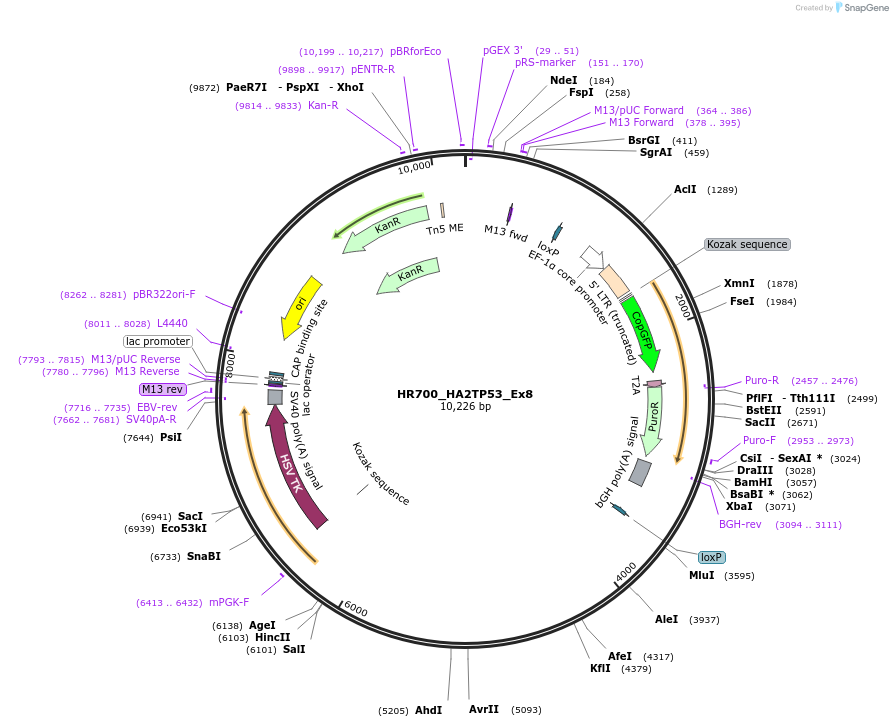 228863-plasmid-map-sequence-id-457015