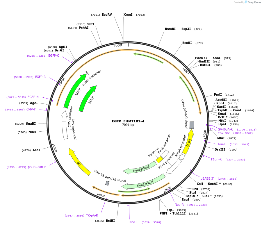 228812-plasmid-map-sequence-id-457019