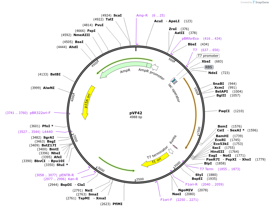 229467-plasmid-map-sequence-id-457022