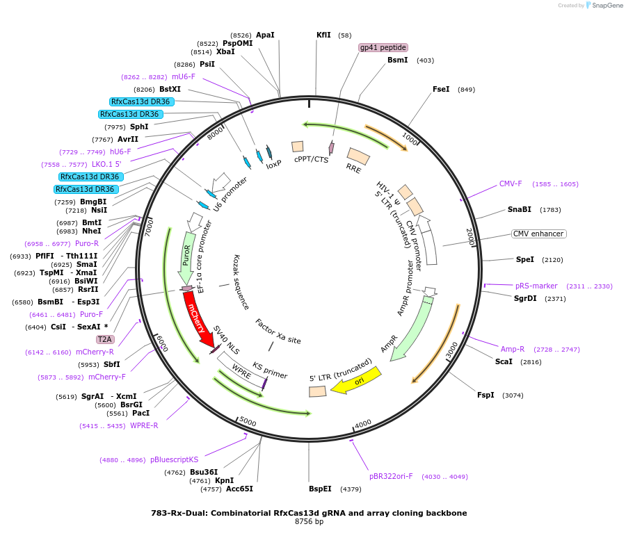 228362-plasmid-map-sequence-id-457033