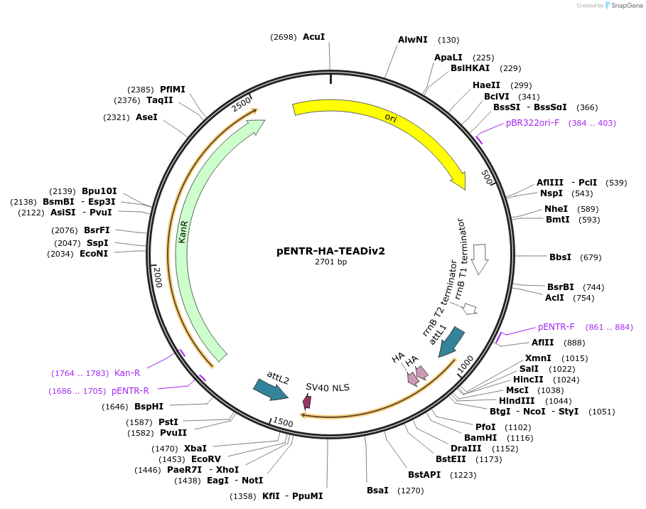 228875-plasmid-map-sequence-id-457063