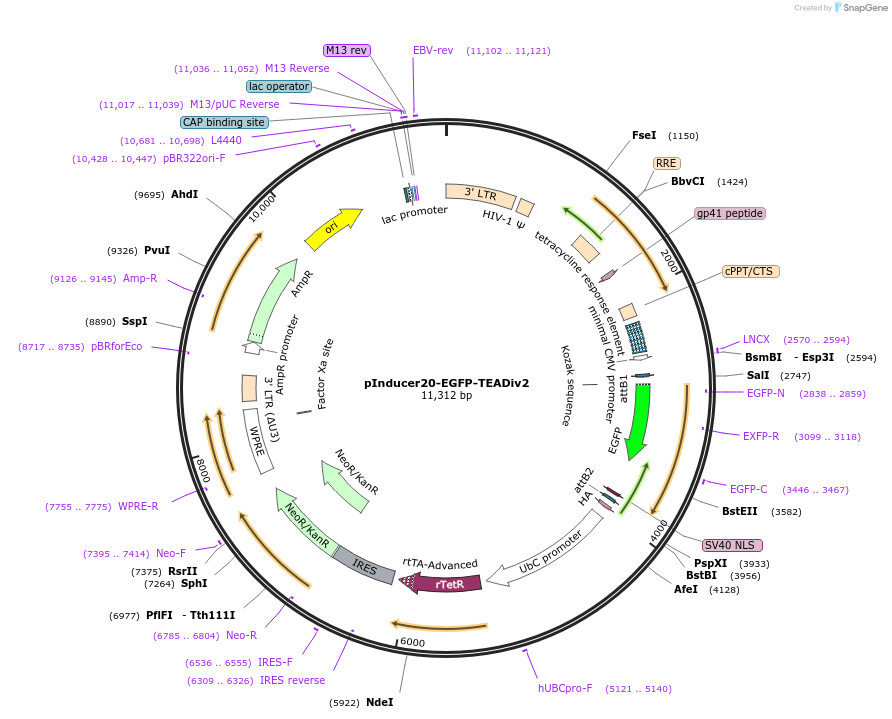 228876-plasmid-map-sequence-id-457070