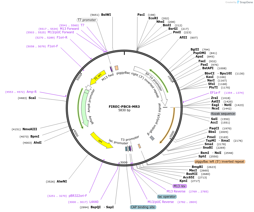 228700-plasmid-map-sequence-id-457072