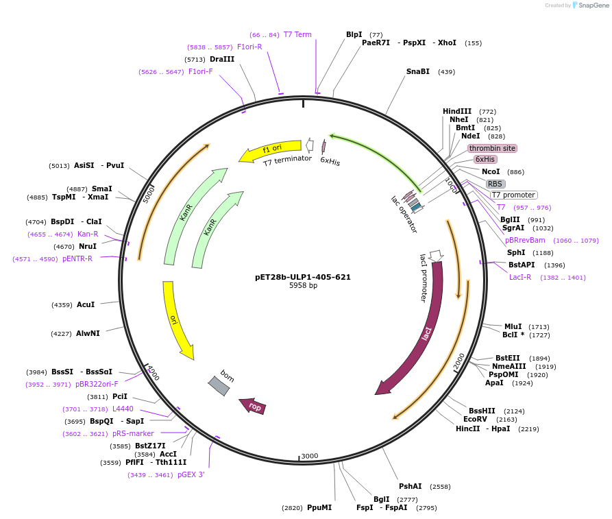 229224-plasmid-map-sequence-id-457073