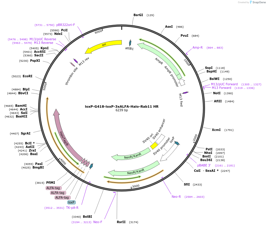 229676-plasmid-map-sequence-id-457076