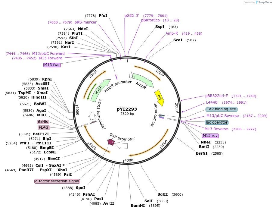 228351-plasmid-map-sequence-id-457078