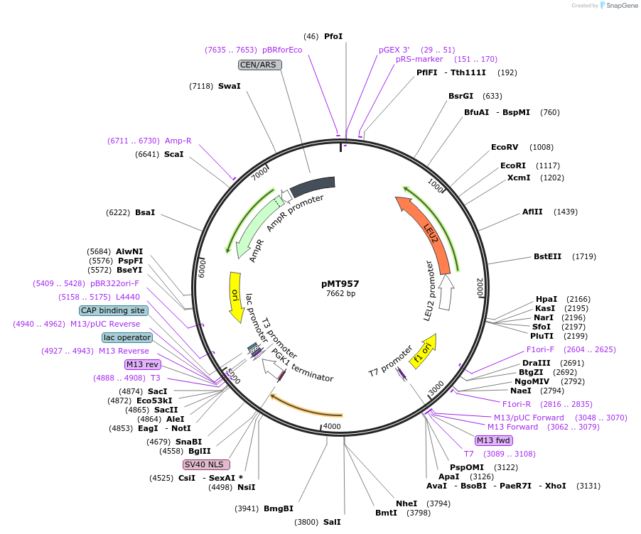 228293-plasmid-map-sequence-id-457079