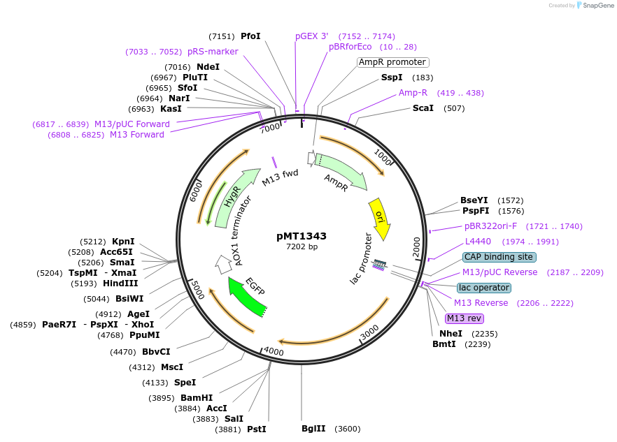 228305-plasmid-map-sequence-id-457080