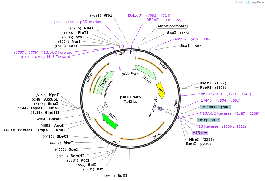 228307-plasmid-map-sequence-id-457082