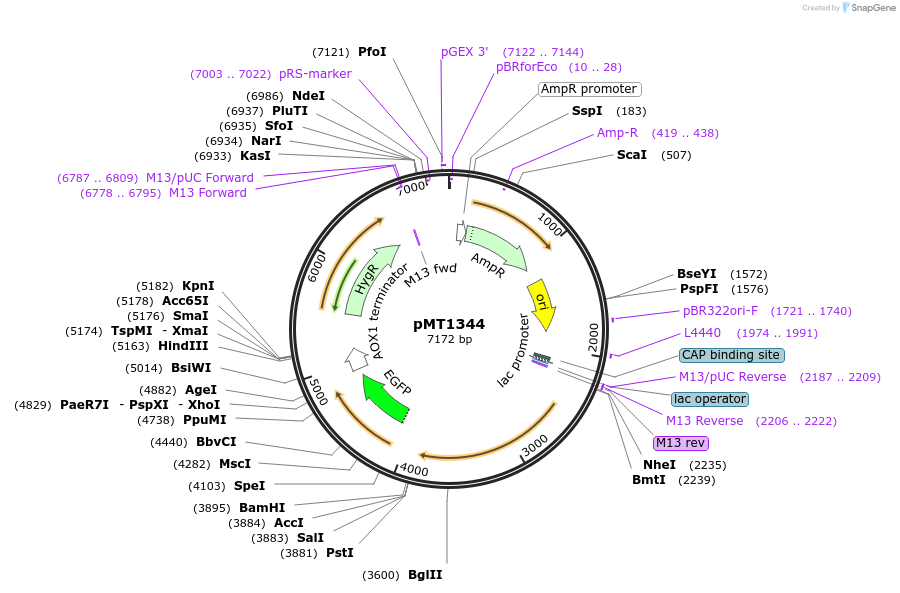 228306-plasmid-map-sequence-id-457084