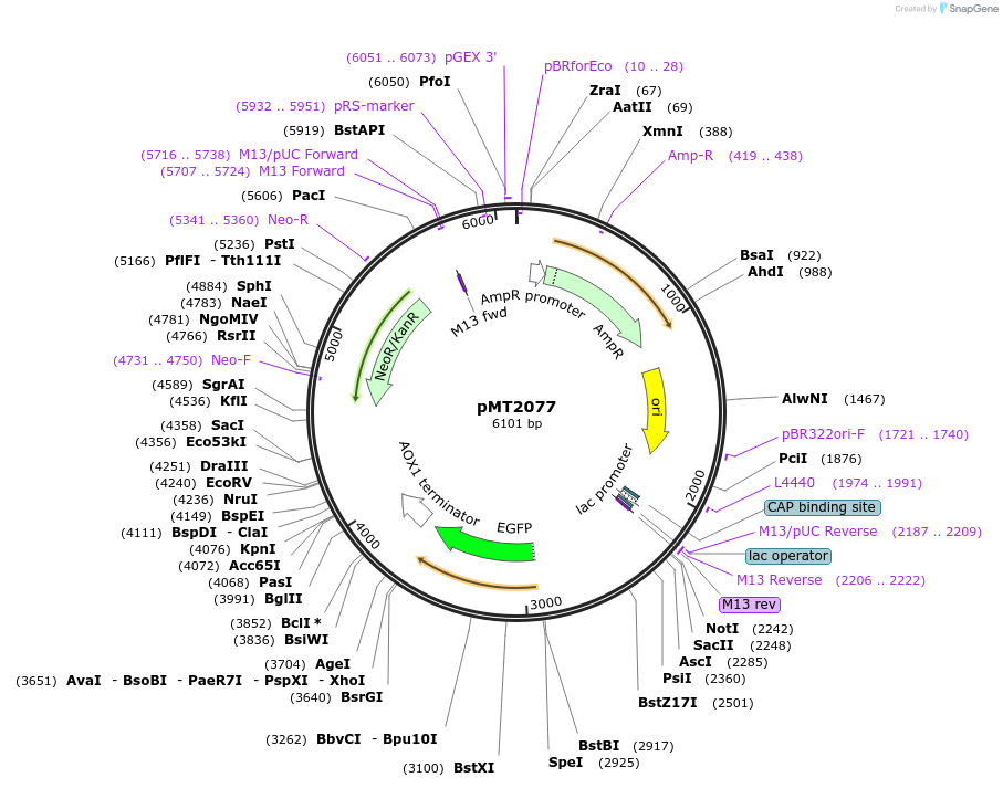 228338-plasmid-map-sequence-id-457085