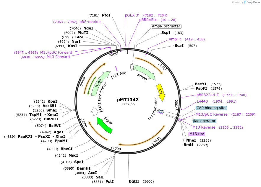 228304-plasmid-map-sequence-id-457087