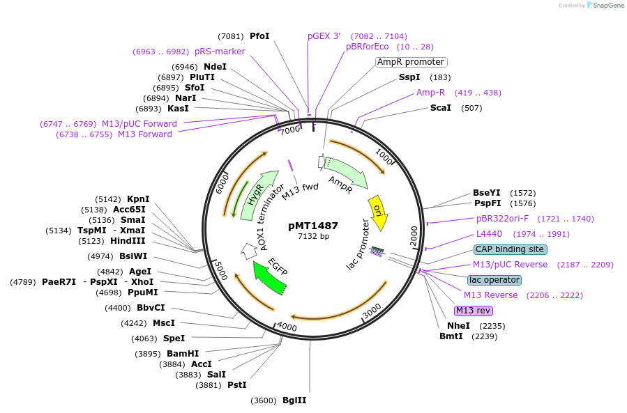 228326-plasmid-map-sequence-id-457089