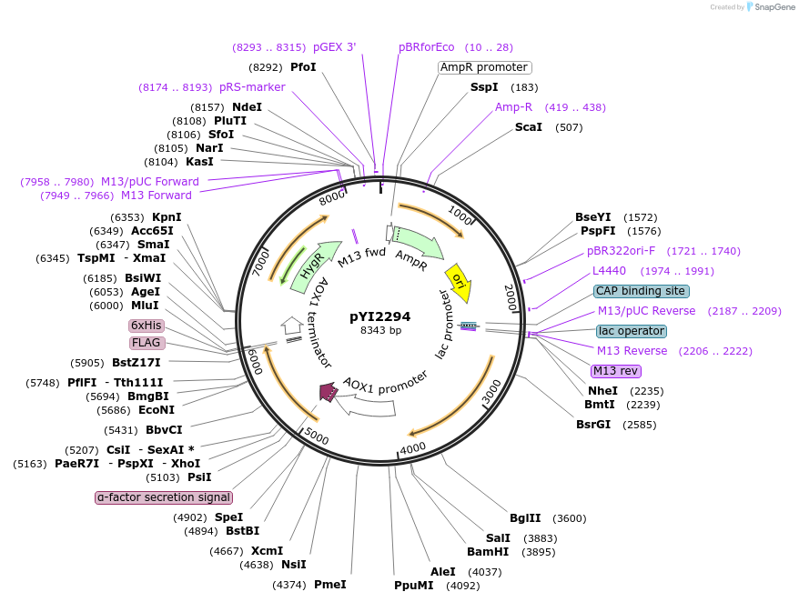 228352-plasmid-map-sequence-id-457091