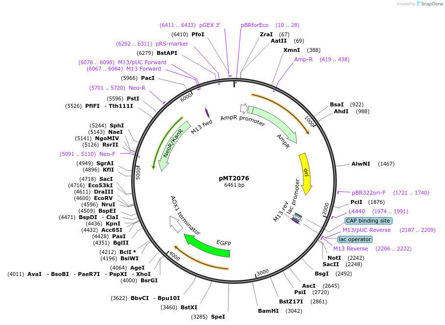 228337-plasmid-map-sequence-id-457092
