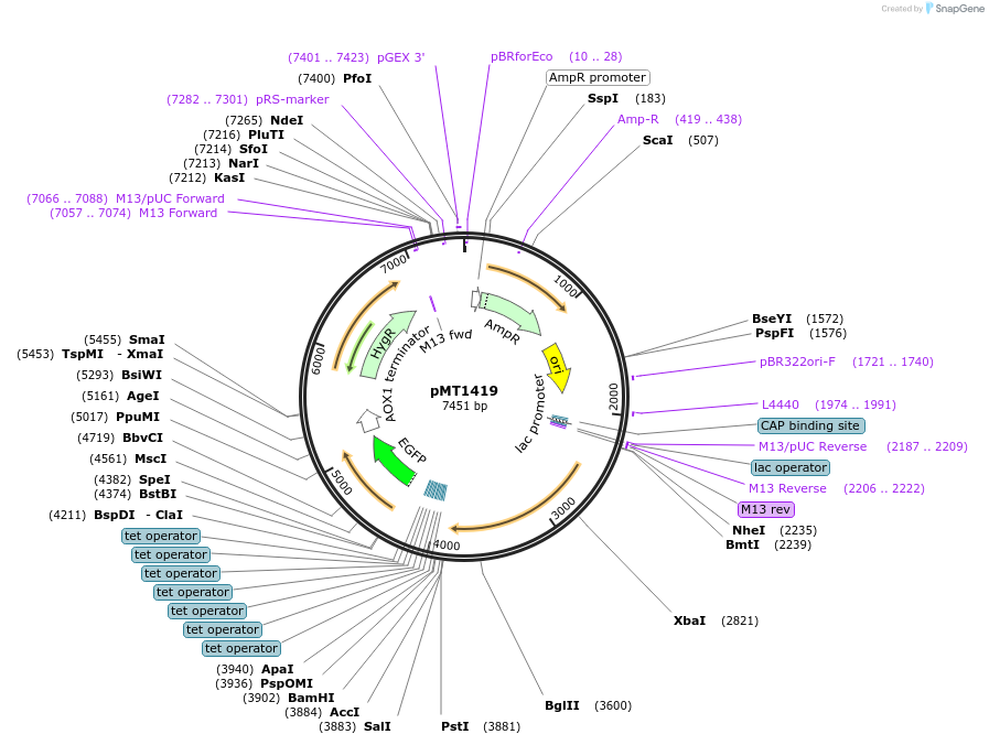 228315-plasmid-map-sequence-id-457094