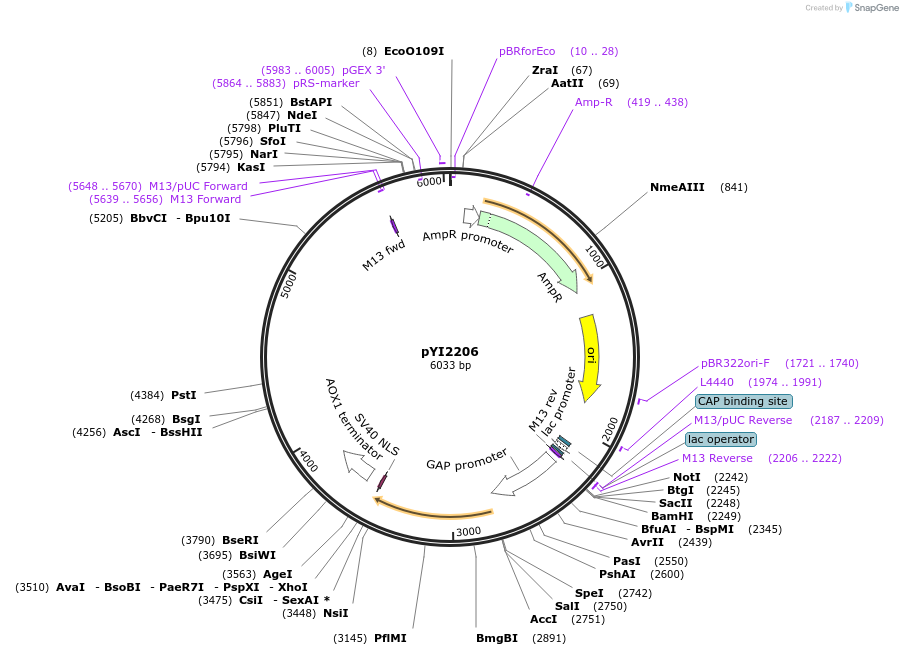 228348-plasmid-map-sequence-id-457096