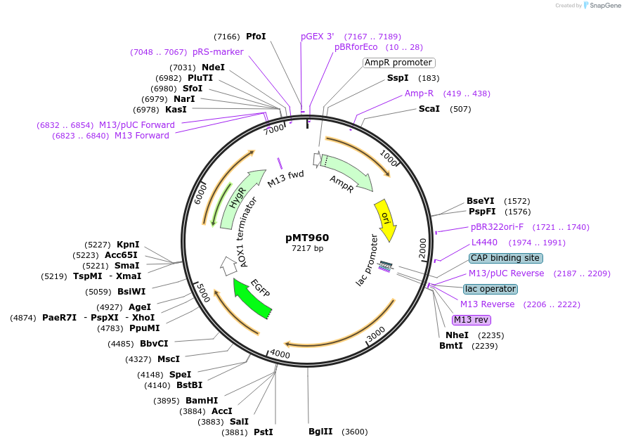 228296-plasmid-map-sequence-id-457097