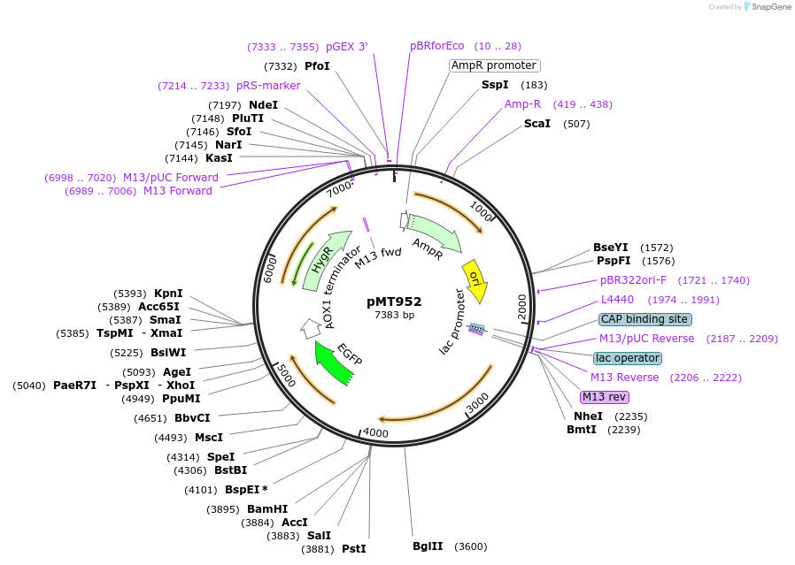 228292-plasmid-map-sequence-id-457099