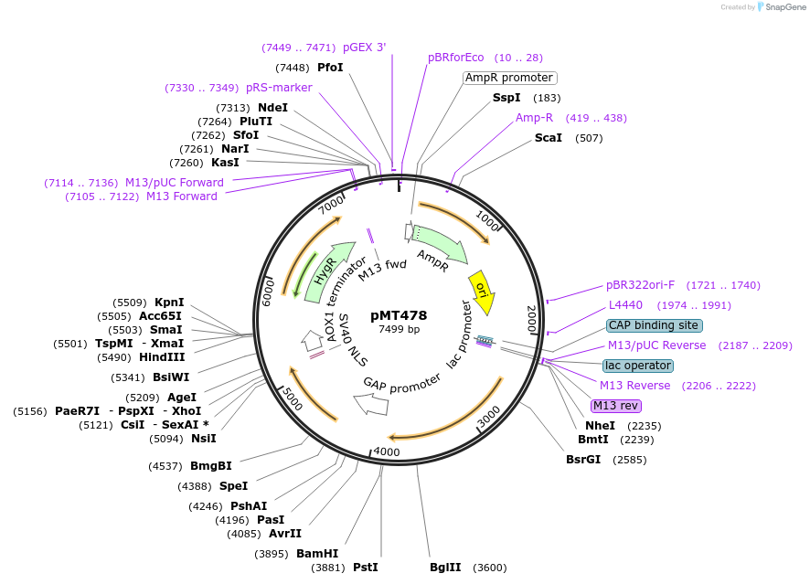 228286-plasmid-map-sequence-id-457102