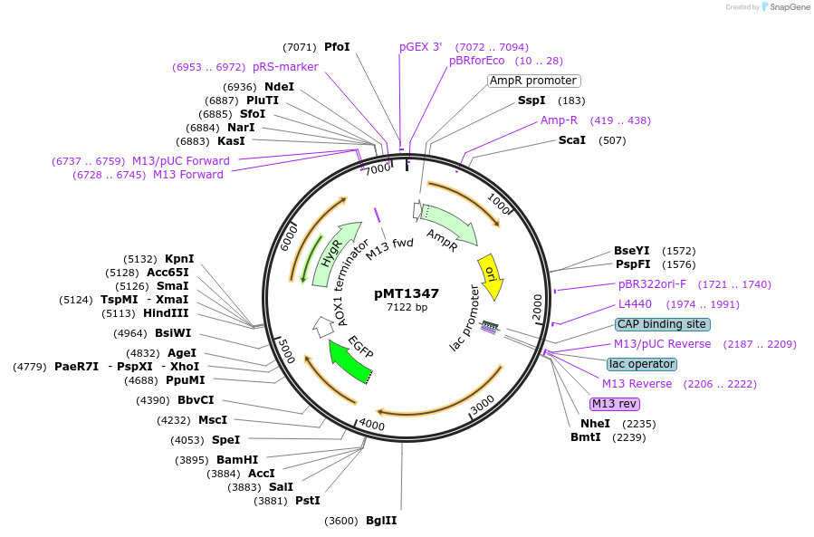 228309-plasmid-map-sequence-id-457103