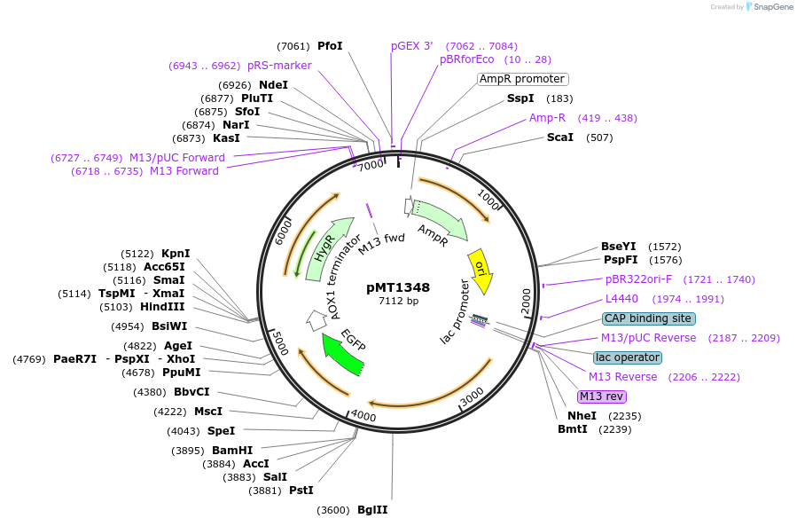 228310-plasmid-map-sequence-id-457105