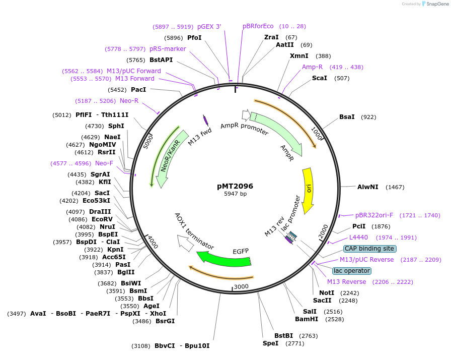 228346-plasmid-map-sequence-id-457107
