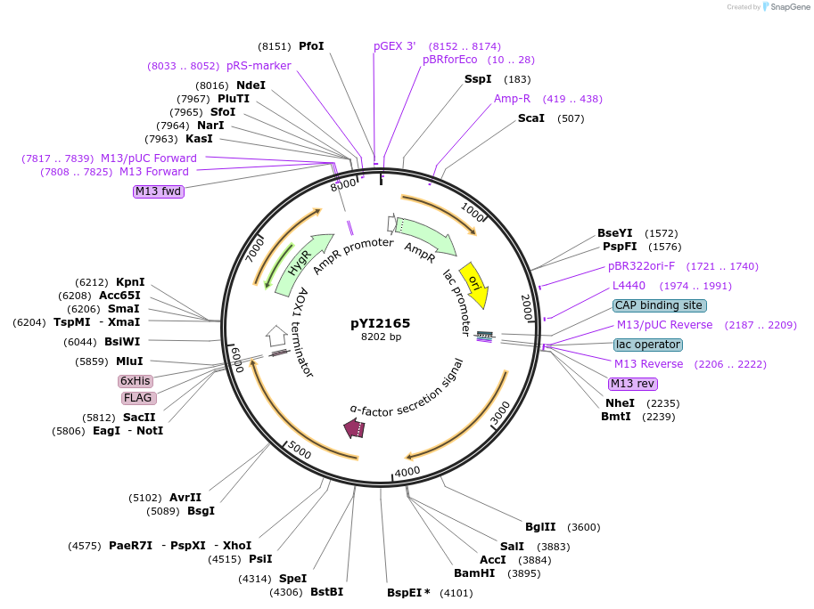 228347-plasmid-map-sequence-id-457108