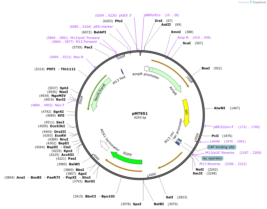 228291-plasmid-map-sequence-id-457109