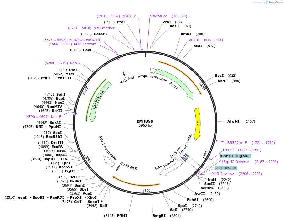 228288-plasmid-map-sequence-id-457110