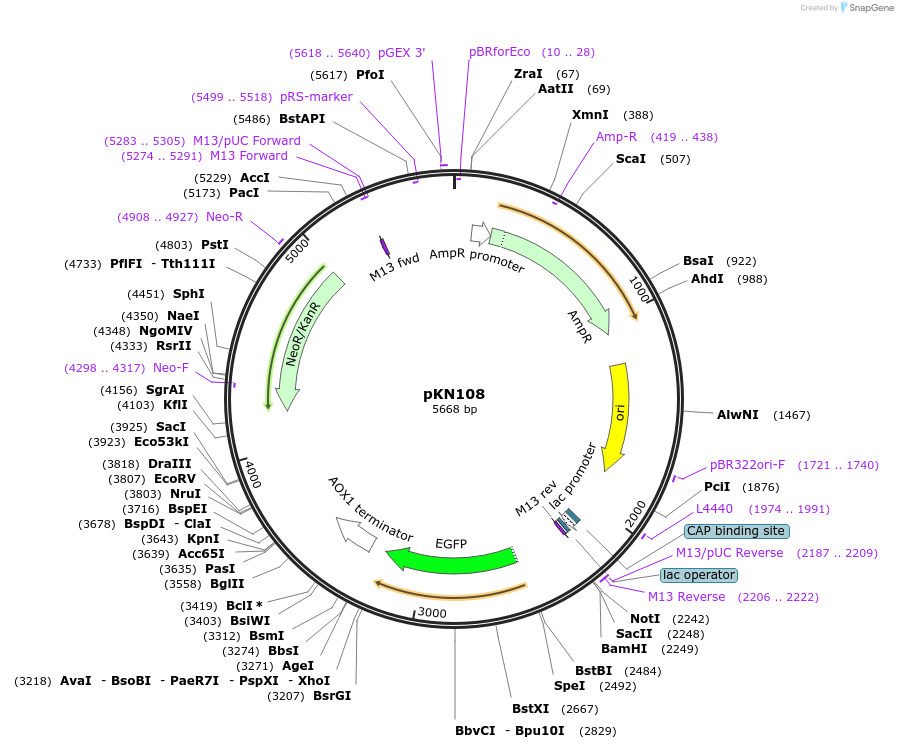 228284-plasmid-map-sequence-id-457111