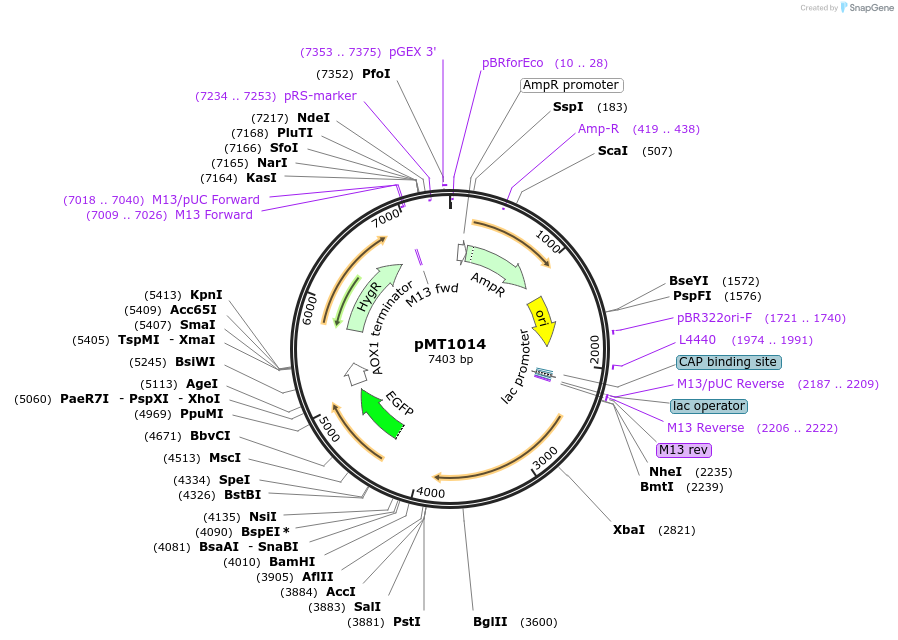228298-plasmid-map-sequence-id-457113