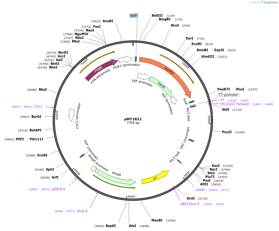 228327-plasmid-map-sequence-id-457117