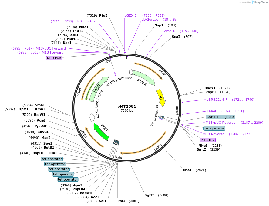 228340-plasmid-map-sequence-id-457121