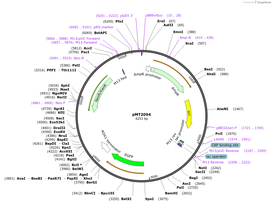 228344-plasmid-map-sequence-id-457122