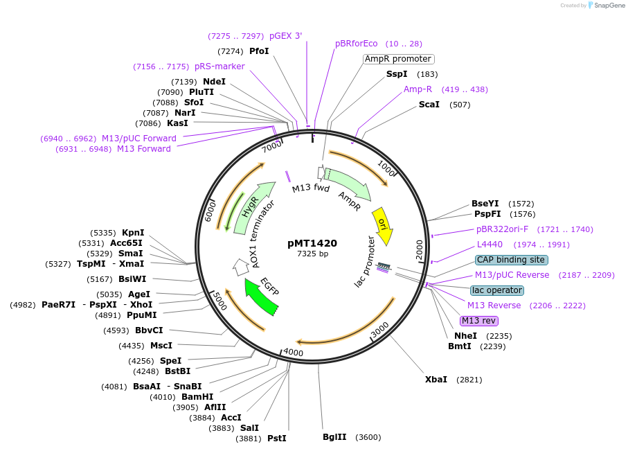 228316-plasmid-map-sequence-id-457123