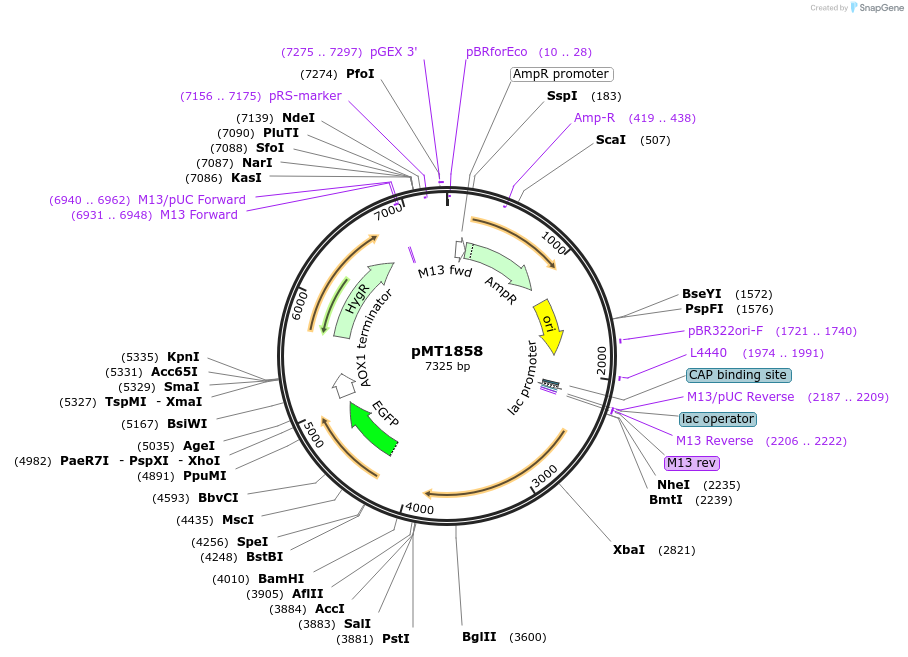 228330-plasmid-map-sequence-id-457124