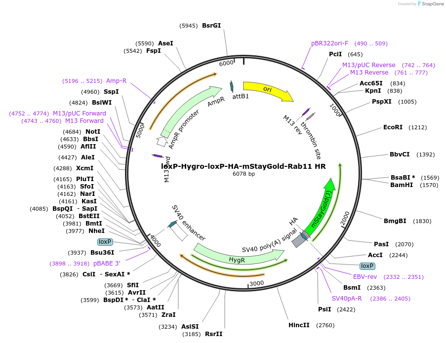 229678-plasmid-map-sequence-id-457125