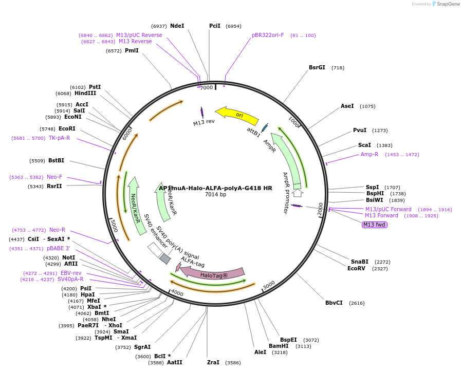 229681-plasmid-map-sequence-id-457127