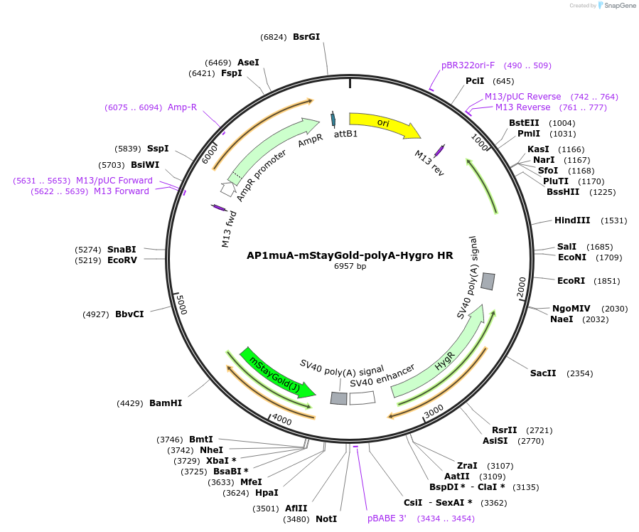 229679-plasmid-map-sequence-id-457128