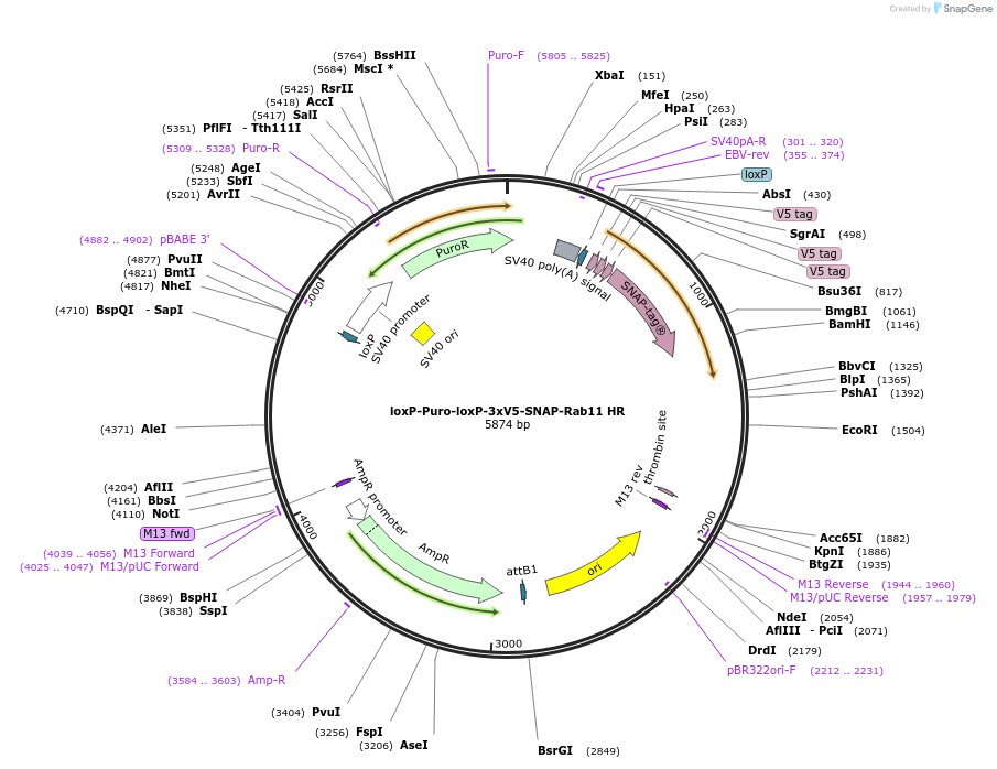 229677-plasmid-map-sequence-id-457129